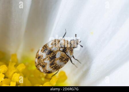 varied carpet beetle (Anthrenus verbasci), sits on a flower, Germany Stock Photo