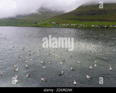 Northern Fulmar, also called Arctic Fulmar (Fulmarus glacialis) in a fjord at the island of Eysturoy.  Europe, northern europe, scandinavia, Faroe Isl Stock Photo