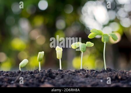 Saplings are growing from fertile soil, including the evolution of plant growth from seeds to saplings. Concept of ecology and agriculture. Stock Photo