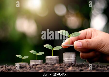 Trees that are growing on the money stack include the hands of investors, financial investment concepts, and investment growth. Stock Photo