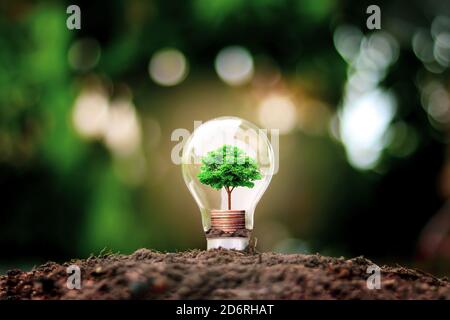 Tree grows in light bulbs, energy-saving and environmental concepts on Earth Day. Stock Photo