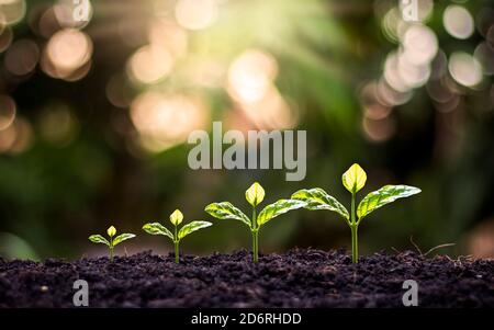 Small trees of different sizes that are growing on the ground, including a blurred green background. Stock Photo