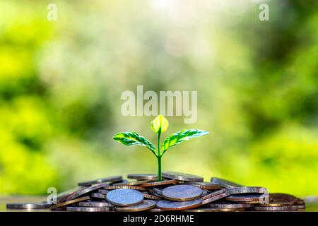 The seedlings that grow on a pile of coins include a blurred green nature backdrop, the idea of saving money and economic growth. Stock Photo