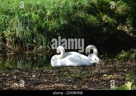 a pair of swans on riverbank Stock Photo