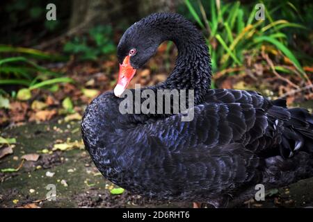 black swan,  Cygnus atratus Stock Photo