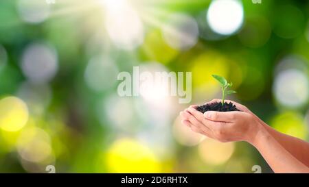 Trees are planted on the ground in human hands with natural green backgrounds, the concept of plant growth and environmental protection. Stock Photo