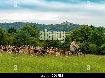 Belvoir, Grantham, Lincolnshire, UK.  Duke of Rutland’s Hounds out for morning exercise with Huntsman John Holliday, Belvoir Castle in background Stock Photo
