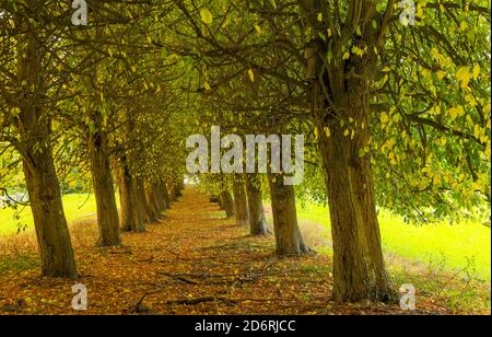The avenue of linden trees to the Kellersee, Eggersdorf Castle, shows its best side here on a beautiful autumn day. Stock Photo