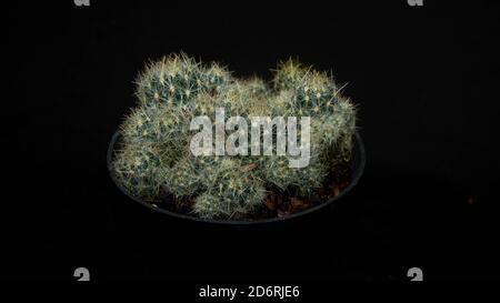 Closeup of Mammilaria prolifera isolated on black background. Decorative houseplant Stock Photo