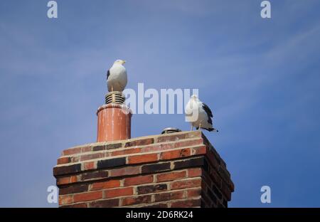Birds perched on a chimney Stock Photo