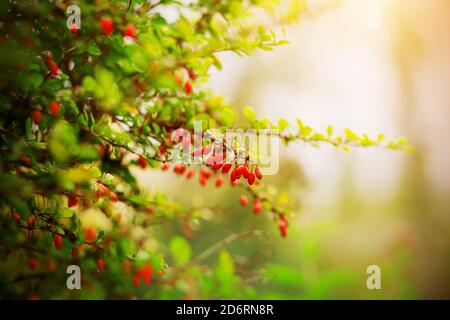 Branches of barberry, leaves and red berries in autumn. Berberis vulgaris  Stock Photo - Alamy