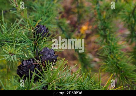 Brown cones on green larch Stock Photo