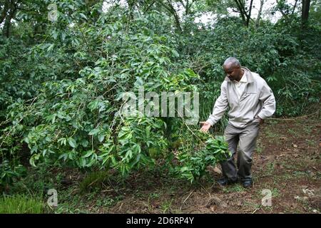 A semi-forest coffee tree growing in Ethiopia's Kaffa region, the birthplace of Arabica coffee, shown by Hirko Dibaba, agricultural college lecturer.