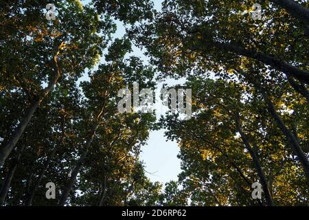 branches of sycamore tree against sky on summer day Stock Photo