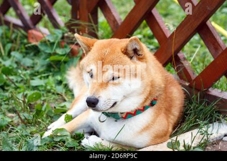 Japanese dog of Shiba Inu breed lying on a sunny summer day. Japanese Small Size Dog Shiba Ken rest on the green grass Stock Photo