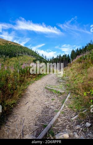 Mountain trail through a glade in Lejowa Valley in Tatra Mountains in Poland, with pink fireweed (Chamaenerion angustifolium) flowers on the sides. Stock Photo