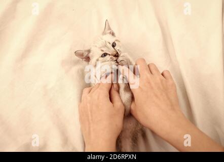 happy lovely cat. Cute kitten in the hands of woman. pet therapy. white fluffy kitten laying on bed. woman take care of her little kitten. trust and support. friendship between human and pet. Stock Photo