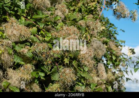 Wild Clematis also know as Old man's beard or Traveller's Joy (Clematis vitalba) with fruits (achenes) in autumn or October, UK Stock Photo