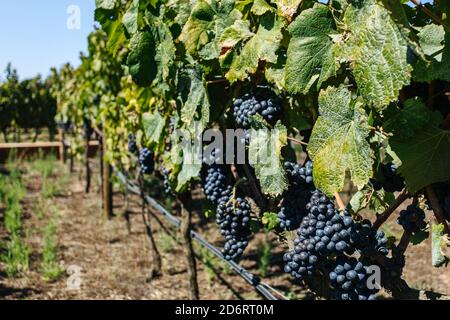 Bright bunches of fresh grapes growing on vine with thin twigs and spiky leaves on vineyard plantation Stock Photo