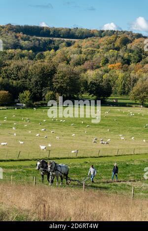 Pair of British Percheron heavy horses pulling a plough in the South Downs National Park, with chalk downs, sheep and autumn trees, West Sussex, UK Stock Photo