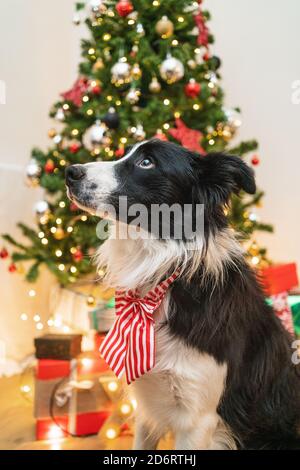 Cute fluffy Border Collie dog with bow sitting in bright room with sparkling lights of Christmas tree Stock Photo