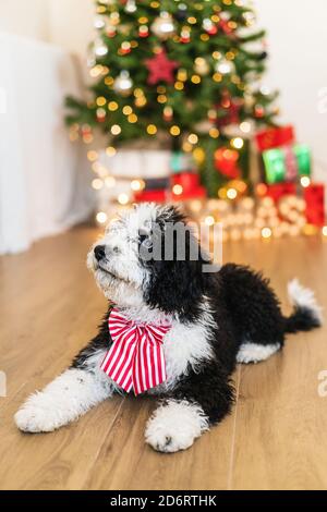 Adorable little dog sitting in cozy room with glowing Christmas tree Stock Photo
