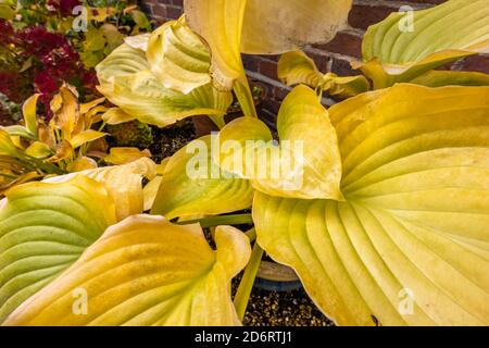 Large yellow leaves of deciduous Hosta (plantain lily) 'Sum and Substance' dying back in autumn colours in a garden in Surrey, south-east England Stock Photo