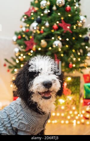 Adorable little dog in warm sweater sitting in cozy room with glowing Christmas tree Stock Photo