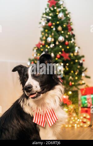 Cute fluffy Border Collie dog with bow sitting in bright room with sparkling lights of Christmas tree Stock Photo