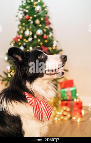 Cute fluffy Border Collie dog with bow sitting in bright room with sparkling lights of Christmas tree Stock Photo