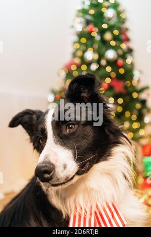 Cute fluffy Border Collie dog with bow sitting in bright room with sparkling lights of Christmas tree Stock Photo