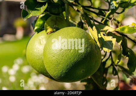 Close up of two green grapefruits hanging on a tree on a sunny autumn day Stock Photo