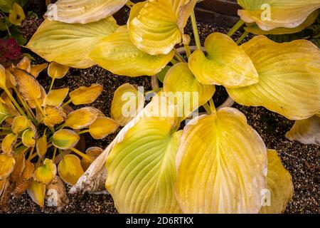 Large yellow leaves of deciduous Hosta (plantain lily) 'Sum and Substance' dying back in autumn colours in a garden in Surrey, south-east England Stock Photo