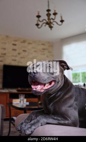 Smiling Staffordshire Bull Terrier Lies Down on Brown Couch at Home. Adorable Blue Staffy on Sofa in the Living Room. Stock Photo