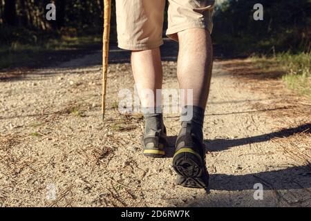 Back view of crop unrecognizable male traveler with wooden stick walking on rough path between trees in summer Stock Photo