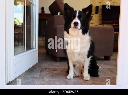 Protective Border Collie Sits Indoors in front of White Door. Black and White Dog Guards in the Living Room and Looks Outside. Stock Photo