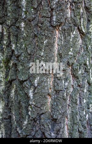 Texture of old birch tree bark with green moss. White birch bark on a tree trunk Stock Photo