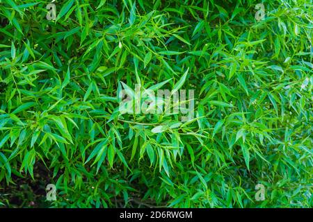 Willow tree branches with young green leaves as nature background. Salix fragilis foliage wall Stock Photo