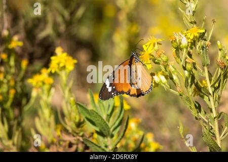 Plain tiger, African queen,or African Monarch (Danaus chrysippus) migratory in Spain, basking on false yellowhead, Andalucia, Spain. Stock Photo