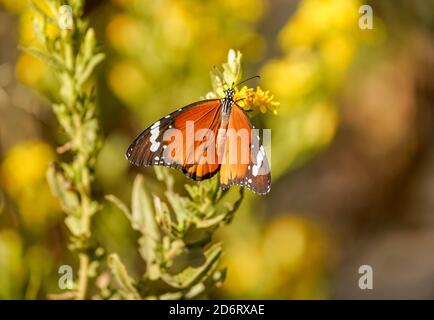 Plain tiger, African queen,or African Monarch (Danaus chrysippus) migratory in Spain, basking on false yellowhead, Andalucia, Spain. Stock Photo