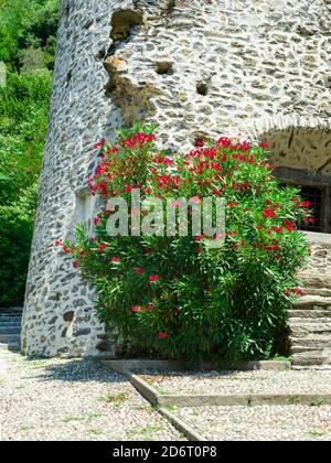 Red oleander Stock Photo