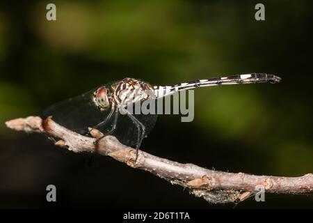 Swift Setwing (Dythemis velox) - Male Stock Photo