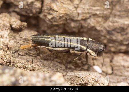 Two-lined Chestnut Borer (Agrilus bilineatus) - Female Ovipositing Stock Photo