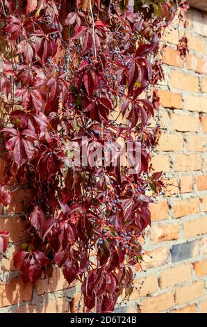 Wall braided with red-green wild grapes. Multicolored leaves of plant in sunbeams. Multitasking background. Without anyone. Stock Photo