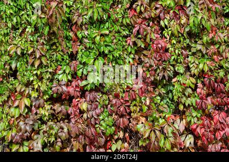 Wall braided with red-green wild grapes. Multicolored leaves of plant in sunbeams. Multitasking background. Without anyone. Stock Photo