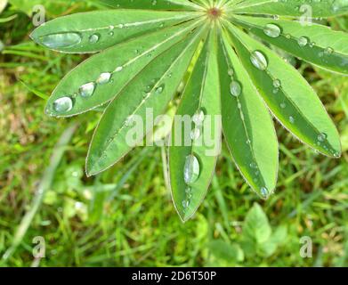 Rain drops on lupin leaf, spring garden. Stock Photo