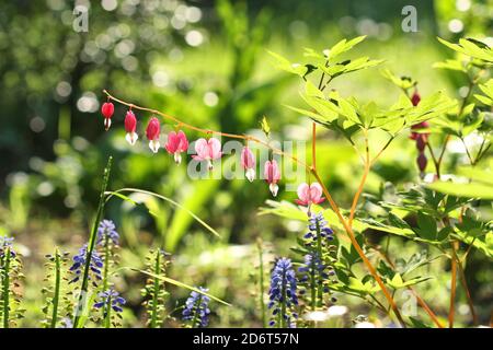 Old-fashioned bleeding heart flowers. Lamprocapnos spectabilis growing in spring garden. Stock Photo