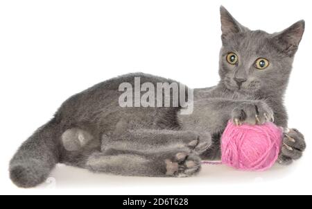 Cute gray shorthair kitten lie and plays with ball of yarn isolated on white background. Stock Photo