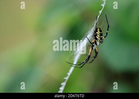 Golden garden weaver spider (Argiope aurantia) on web
