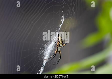 Golden garden weaver spider (Argiope aurantia) on web